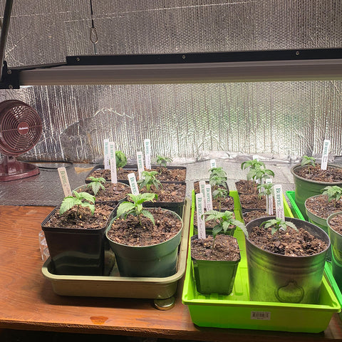 LED Grow Light | 480 Watt | 1200μMol/s | Full Spectrum | 120V-277V | 44.4" X 21.4" | ETL Listed | 5 Year Warranty - Nothing But LEDs